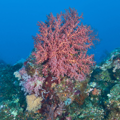 Siphonogorgia godeffroyi