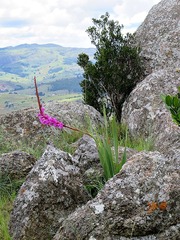 Watsonia pulchra image