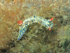 Hypselodoris infucata