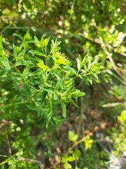 Hypericum tetrapterum