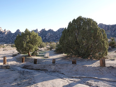 Juniperus californica