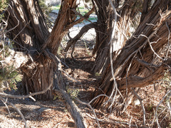 Juniperus californica