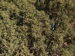 Juniperus californica