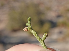 Juniperus californica