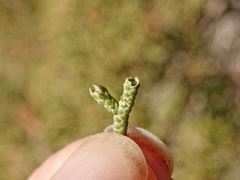 Juniperus californica