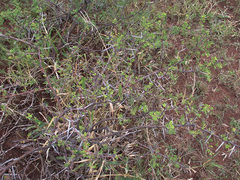 Vachellia tortilis