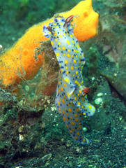 Hypselodoris confetti