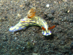 Hypselodoris nigrostriata
