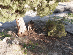 Juniperus californica