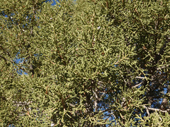Juniperus californica