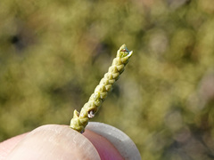 Juniperus californica