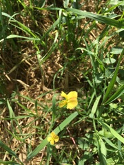 Lathyrus annuus