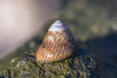 Steromphala cineraria
