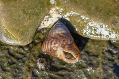 Steromphala cineraria