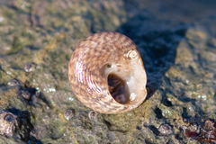 Steromphala cineraria