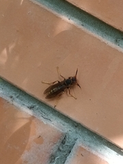 Polistes cavapytiformis