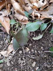 Packera obovata