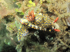 Hypselodoris roo