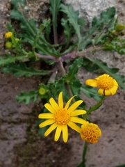 Senecio vernalis
