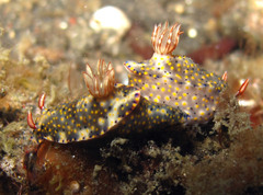 Hypselodoris roo