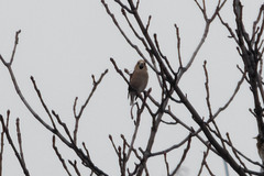 Coccothraustes coccothraustes
