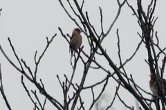 Coccothraustes coccothraustes