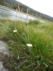 Symphyotrichum vahlii
