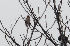 Coccothraustes coccothraustes