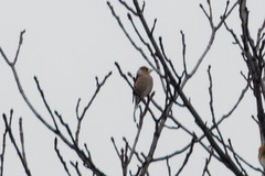 Coccothraustes coccothraustes
