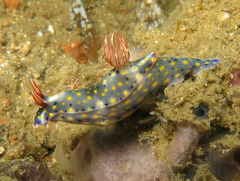 Hypselodoris roo