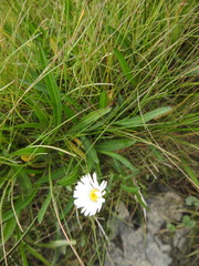 Symphyotrichum vahlii