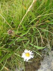 Symphyotrichum vahlii
