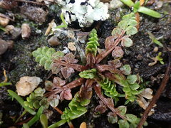 Limnanthes macounii