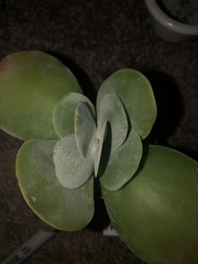 Kalanchoe luciae