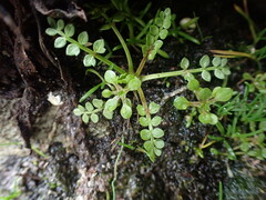 Limnanthes macounii