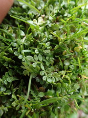 Limnanthes macounii