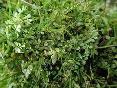 Limnanthes macounii