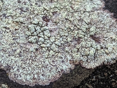 Lecanora strobilina