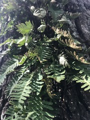 Pleopeltis michauxiana image