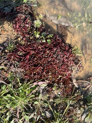 Ludwigia repens