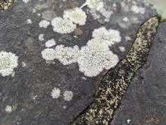 Lecanora strobilina