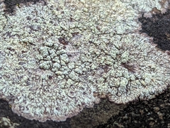 Lecanora strobilina