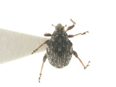 Rhinoncus bruchoides