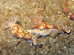 Hypselodoris tryoni