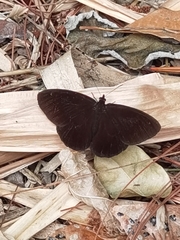 Image of Pedaliodes manis