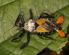 Apiomerus vexillarius