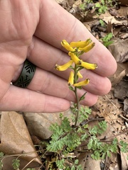 Corydalis micrantha