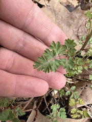Corydalis micrantha