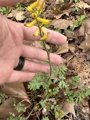 Corydalis micrantha