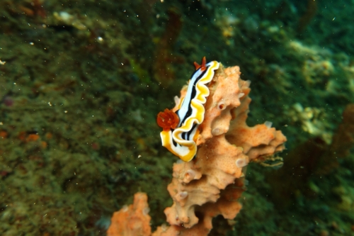 Magnificent Chromodoris — seen at this dive site